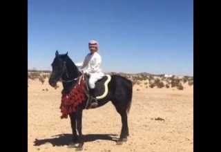 ربعي بني الحارث