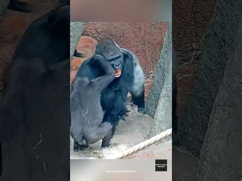 Ajabu Vs The Silverbacks Who Ll Play With Me