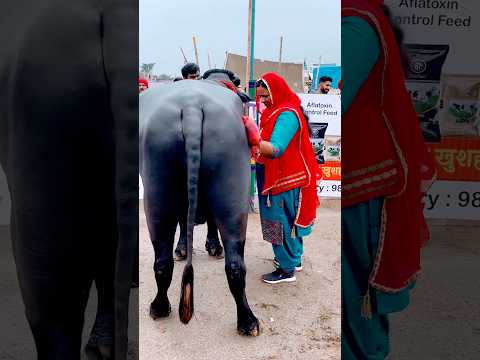 MHASHYA JI VIDEO Masoom Sharma Nidhi Sharma Swara Ameet Ch New Haryanvi Songs Haryanavi 2025