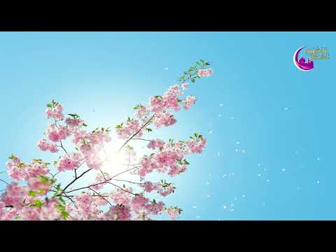 تلاوة القارئ سعيد دباح سورة المؤمنون