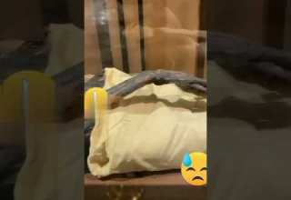 فرعون کی لاش