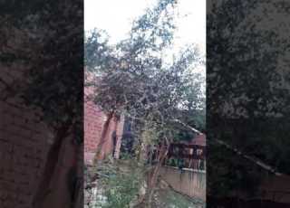 بنجاطهطاسوهاج اولاد الحاج قاسم الباشا عميدعلات ااباشا