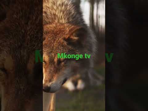 Huyu Ndiye Mnyama Mbabe Na Tishio Kwa Simba Mfalme Wa Pori