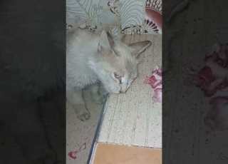 Saad Al Ateeq GoodManners Thoughts Explore Mashallah Trend Pets MSH SH AKOAL D8t Al