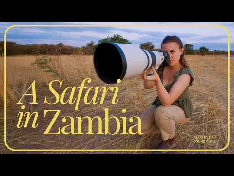 Das War Nicht Die Safari Die Ich Erwartet Hatte