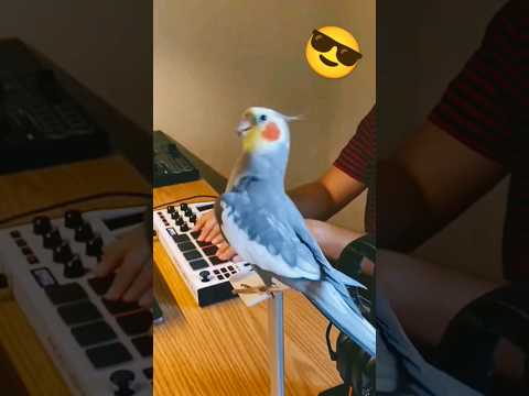 كروان يغني راب كروان Cockatiel
