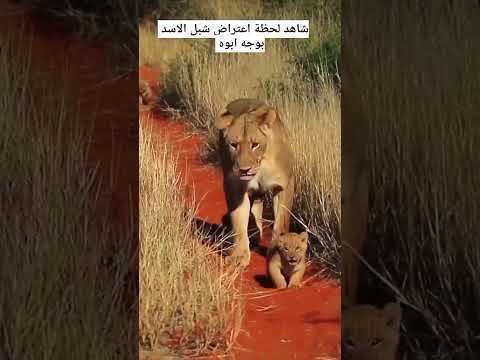لحظة اعتراض شبل الاسد بوجه ابوه لحظة الفريسه