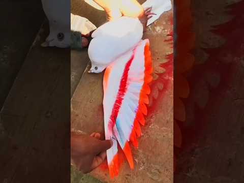 How To Colour On Pigeon Kabootar Par Colur Kaisy Kary Kabutar Kabutarbazi Kabutarkhana Shorts