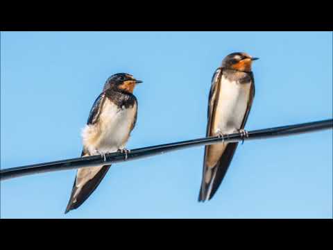 SWALLOW BIRD Sound Effect 1 HOUR Relax Sleep ASMR Mindfulness Meditation Yoga