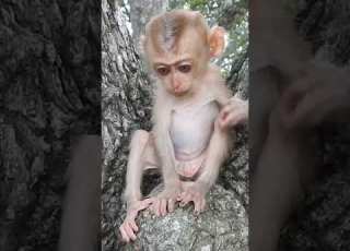 Big Belly Baby Monkey Shorts