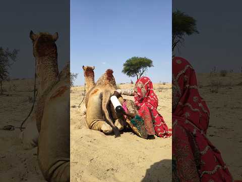 الطريقة المذهلة التي يتبعها القرويون لتبريد الجمال في حرارة الصحراء الشديدة ستثير هذه اللقطة دهشة ا