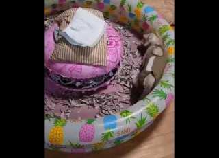 Wandering Pets Put Them In A Kiddie Pool So They Can Roam Around To Their Heart S Content