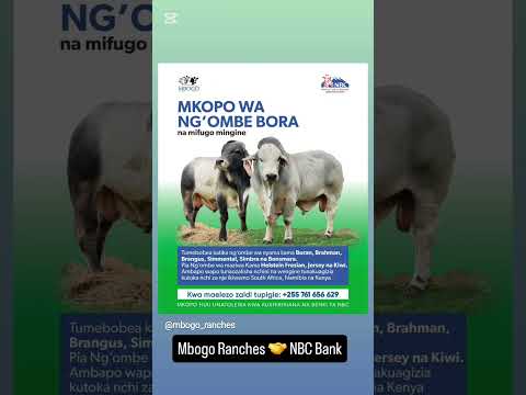 MKOPO WA NG OMBE BORA Na Mifugo Mingine Mbogo Ranch Nbc Bank MKOPO WA NG OMBE BORA Na Mifugo Mingine Mbogo Ranch Nbc Bank