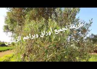  الدكتور محمد فائد طريقة تجميع أوراق وبراعم الزيتون للاستعمال الغذائي والصحي
