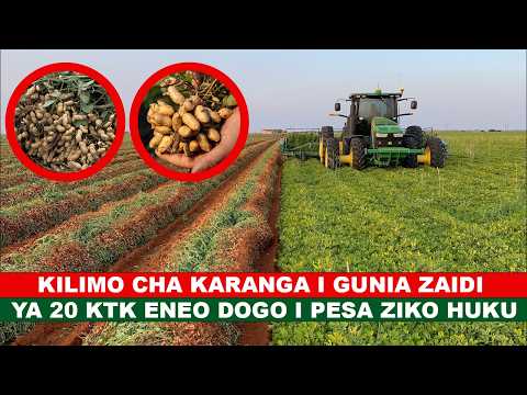 KILIMO CHA KARANGA I PESA ZIKO HUKU I UTAPATA ZAIDI YA GUNIA 20 KWA ENEO DOGO