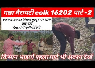  Per Acre Yield Of Sugarcane Variety Colk 16202 Part 2 From Field To Fork Manavahlawat Shorts