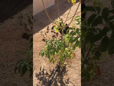 الحين عند الصيصان