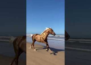 العود البركي