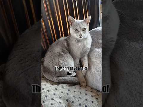 لا تكسر قلب أحدهم سراويل قصيرة للقطط محبي القطط