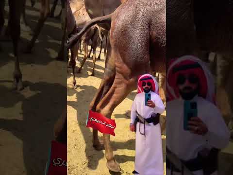 نوادر الابل الحمر السواحل