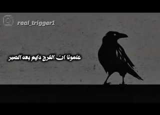 ما تملك الروح تريجر    7    