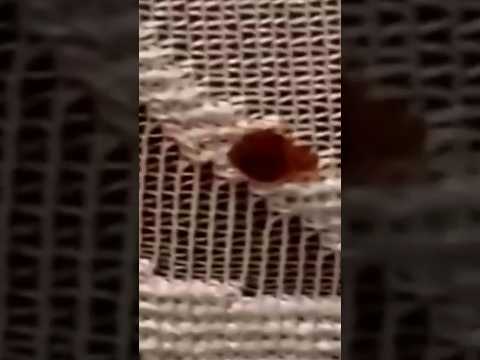 شاهد حشرة البق التي تجتاح فرنسا عن قرب