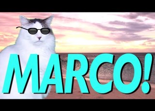 HAPPY BIRTHDAY MARCO EPIC CAT Happy Birthday Song