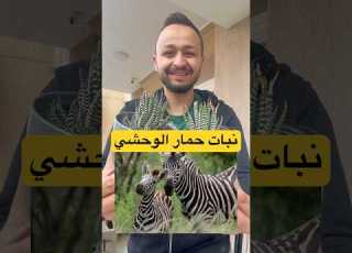  نبات الحمار الوحشي Zebra Hawarthia زراعة زرع Fyp ابلور ترند البيت ديكور نبات