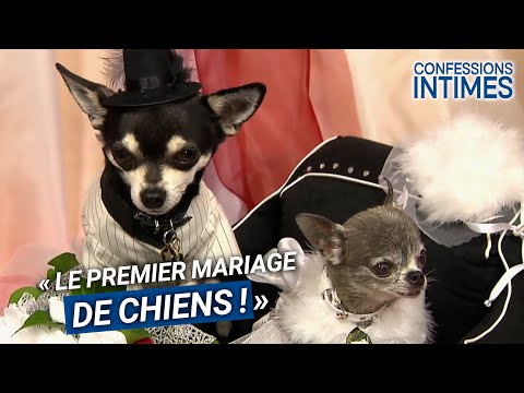 Le Tout Premier Mariage De Chiens