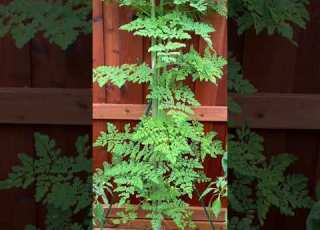 Moringa Tree Growth