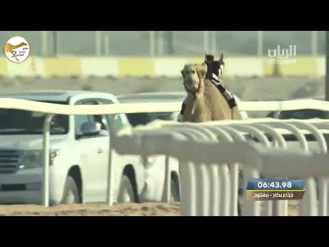 الشوط 13 رغد لـ سعود جابر حمد الحنزاب المري 9 24 29 مهرجان المؤسس 2022 12 6 ايذاع الشحانية