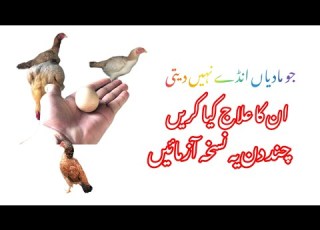 جو مرغیاں چربی کر جاتی ان کا علاج جو مرغیاں انڈے نہیں دیتی ان کا علاج