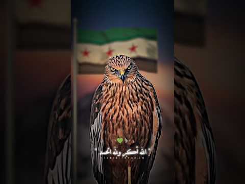 كبروا الله اكبر أرفعوها باللواء اكسبلور سوريا