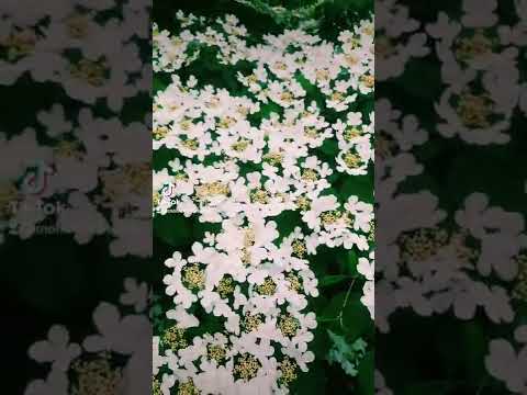 أكسفك الزاي وأنت حبيبي أنغام