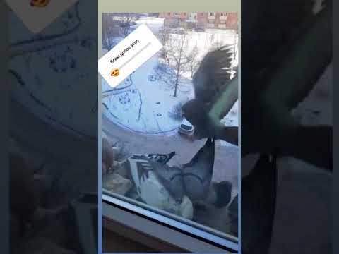 كاظم الساهر كسرب حمام من بغداد الى الصين طيور السلام طيور الحب كاظم الساهر كسرب حمام من بغداد الى الصين طيور السلام طيور الحب