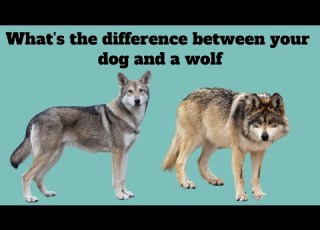  What S The Difference Between Your Dog And A Wolf