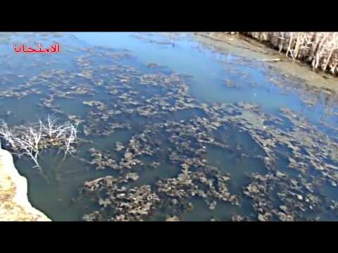 الأحياء 3ث التكاثر الانشطار الثنائي الأحياء 3ث التكاثر الانشطار الثنائي