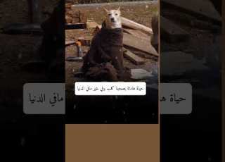 حياة هادئة بصحبة كلب خير مافي الدنيا Foryou ابلور Fpy Shorts