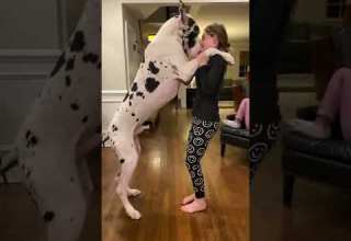 كلب ده ولي حصان كلب البيتبول