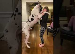 كلب ده ولي حصان كلب البيتبول