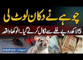  A Rat Robbed Shop In Lahore Rat Steals 5 Lakh Rupees From Shopkeeper S Cash Box A Unique Incident