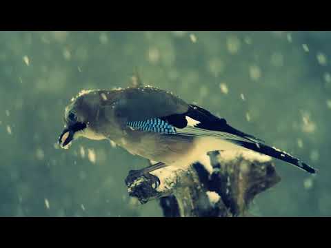 Pachelbel S Canon In D 2 Hours