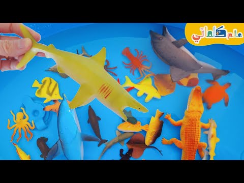 تعلم أسماء حيوانات البحر فيديوهات الحيوانات البحرية للأطفال