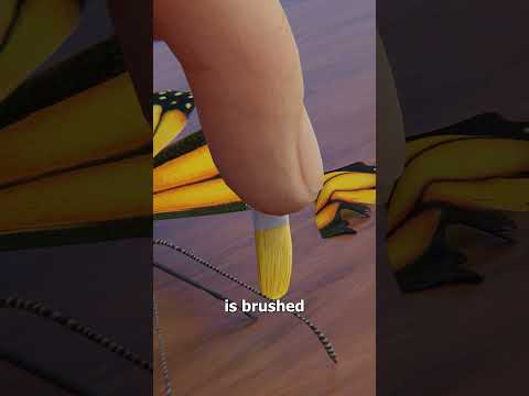 How A Butterfly Wing Transplant Works