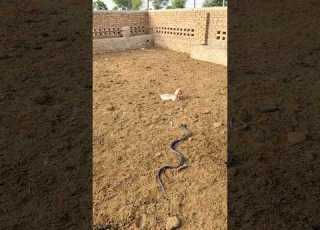 بکری کے بچے کی طرف بڑھتا ہوا سانپ Shortsfeed Animals Cobrasnake