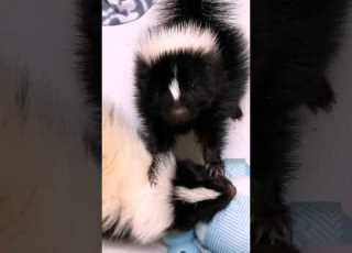  Tiny Skunk Has A Big Attitude L The Dodo Animals Wildlife Thedodo