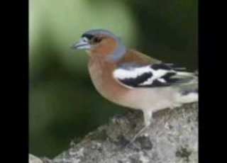  صوت لصيد البرقيطي صوت الصلنج صوت للصيد صوت لصيد صلنج برقيطي للصيد