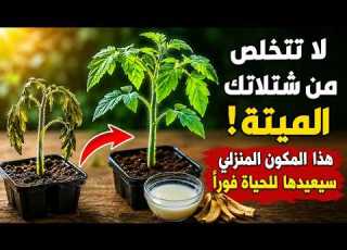  لا تتخلص من شتلاتك الميتة هذا المكون المنزلي سيعيدها للحياة فورا