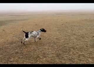 Deutsche Kurzhaar Georgia