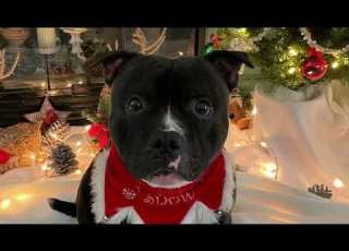 Alfie Puppy To Present